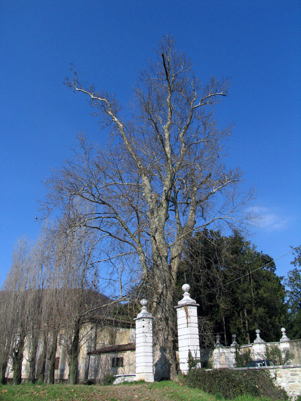 IL PLATANO DI COLLEBEATO (BS)